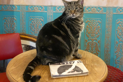 One of 15 pub cats at the Bag of Nails.