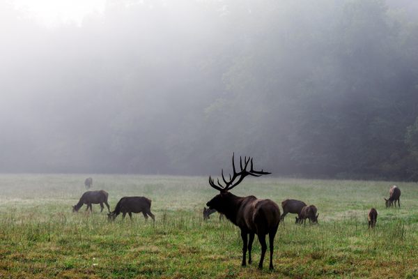 An elk herd in Cataloochee.