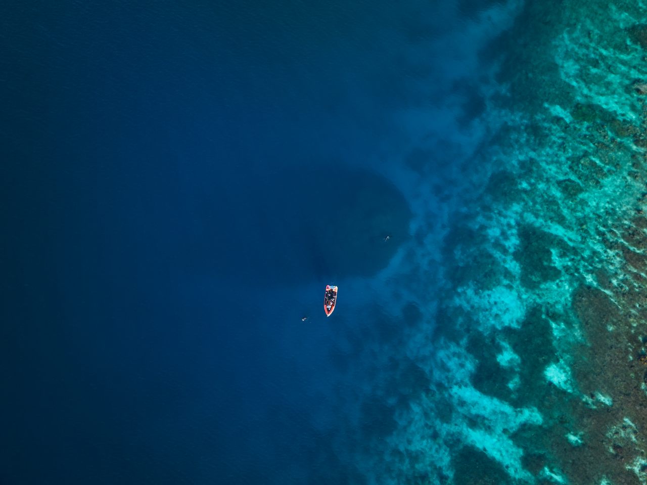 A view from above of the newly discovered “mega” coral in the Solomon Islands.