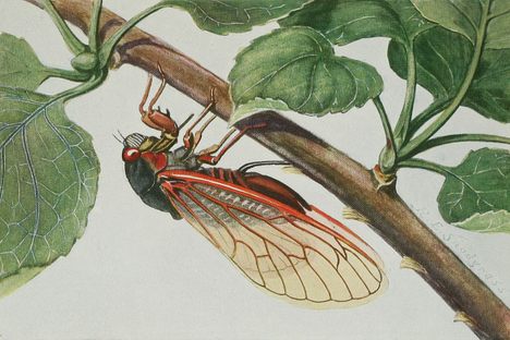  'O, Shrill-Voiced Insect': The Cicada Poems of Ancient Greece