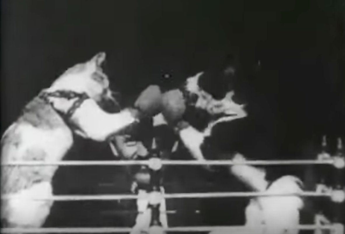 This Feline Boxing Match From 1894 Is a Precursor to the Cat Video
