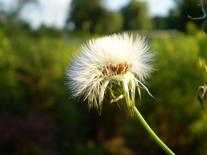 Sonchus_oleraceus