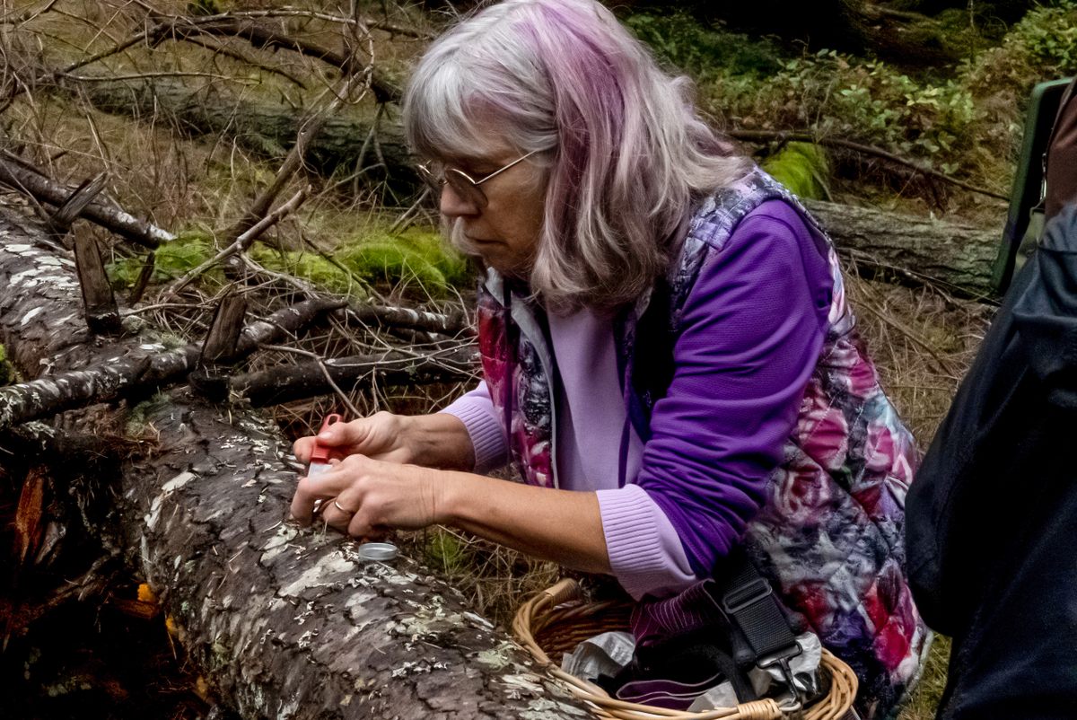 Pam Janszen collects a sample of slime mold for later identification.