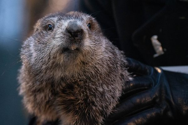 Punxsutawney Phil is far from the only weather-predicting marmot on Groundhog Day.
