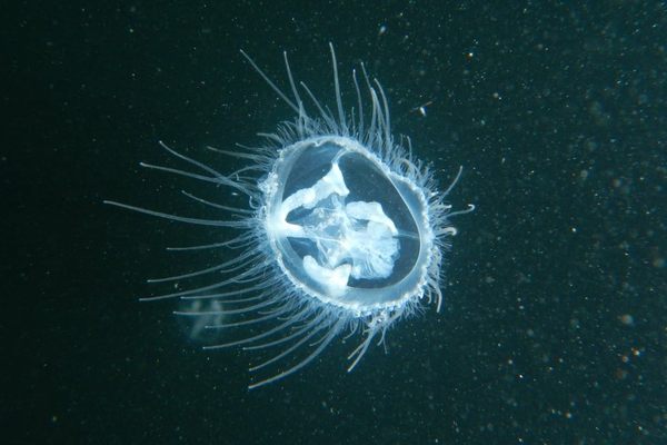This freshwater jellyfish, Craspedacusta sowerbyi, photographed in Walden in 2020, can be as small as a penny. 
