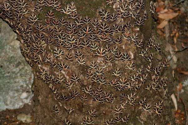 Butterflies swarm Petaloudes Valley