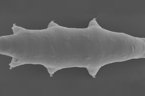 The new tardigrade (its head is on the left).