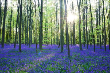 Blue Forest
