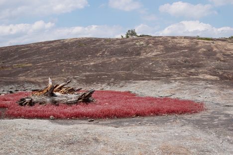 Arabia Mountain