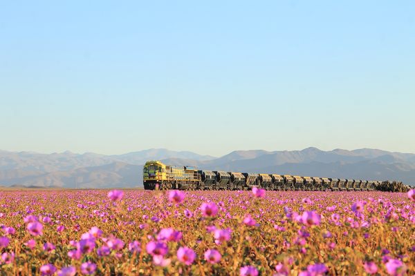 Not many souls around here to bear witness to the incredible desert superblooms of Chile.