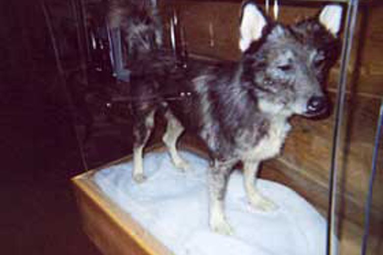 famous iditarod sled dog balto