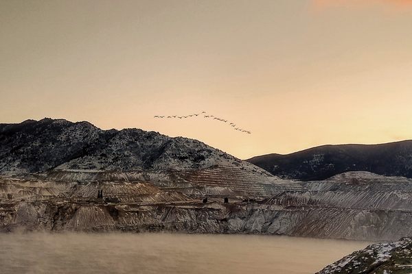 Snow geese fly away from Montana's Berkeley Pit after a sunrise hazing in 2021.