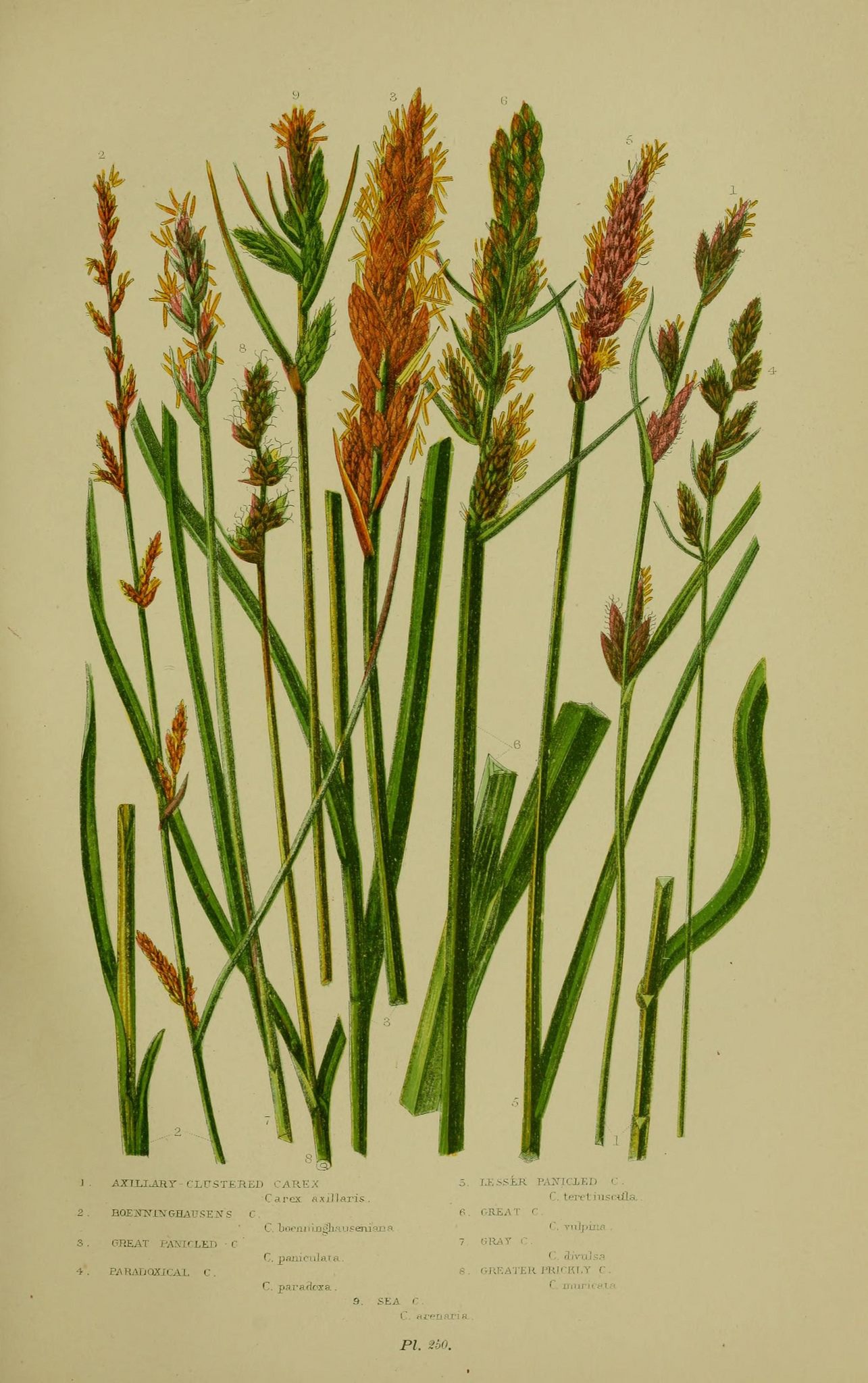 These flowering sedges were described in Great Britain in 1905.