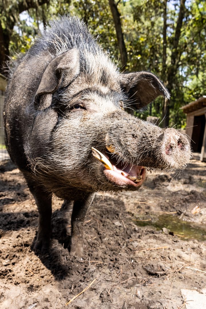 Wild Pigs Are Destroying the Country: How Do You Stop Them?