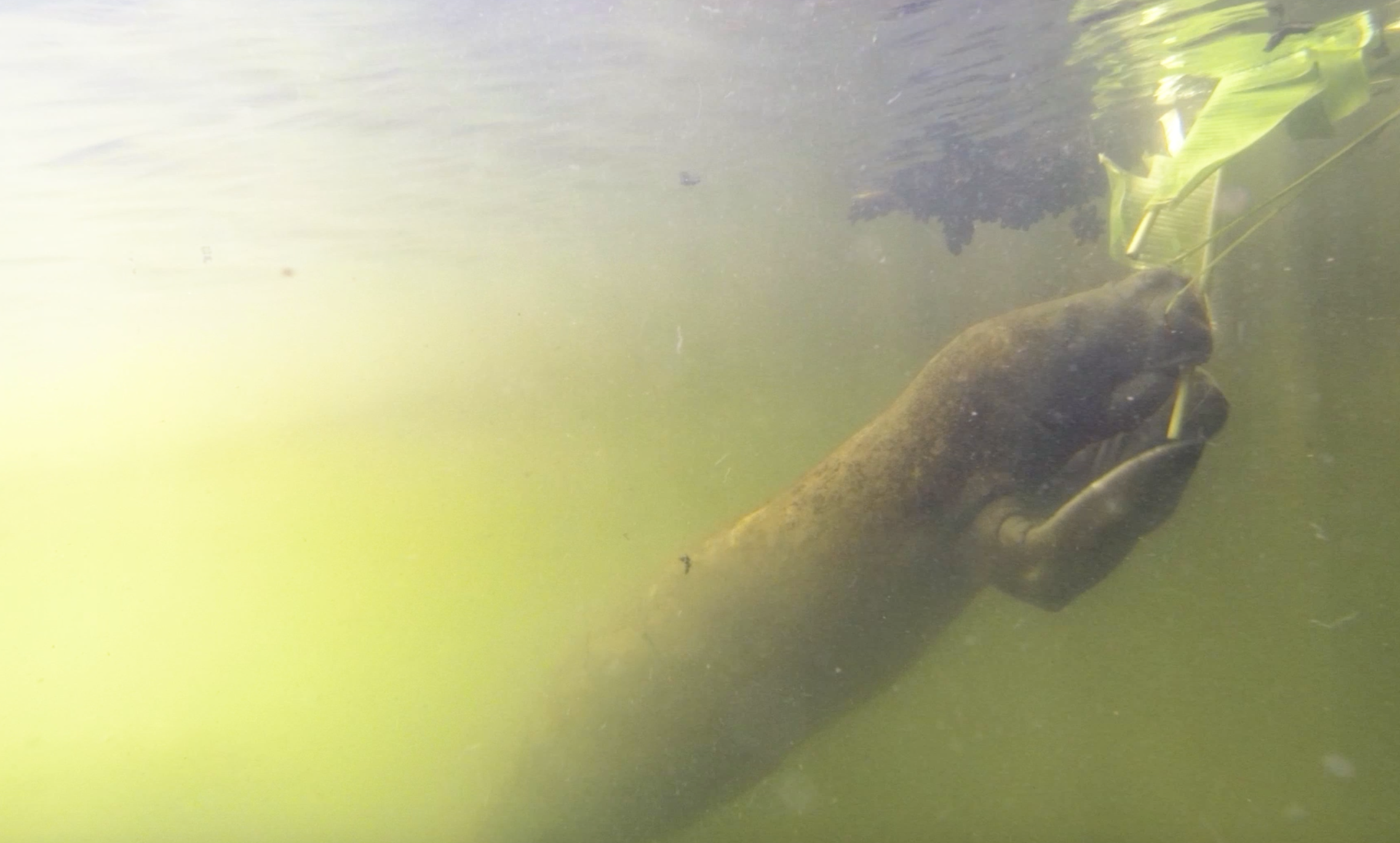 In the cloudy water of the San San, you can barely make out a manatee.