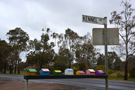 Tiny dogs and tiny kennels.