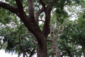Photo of Charleston