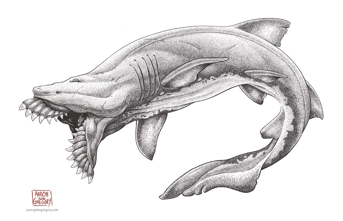 shark internal diagram showing the evolution of