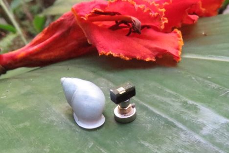 The gleaming white Tahitian tree snail Partula hyalina rests on a leaf beside one of the world's smallest computers.