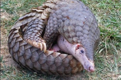 Pangolin Rehabilitation Center