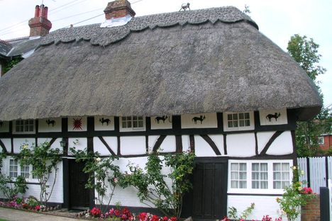 The Cat House