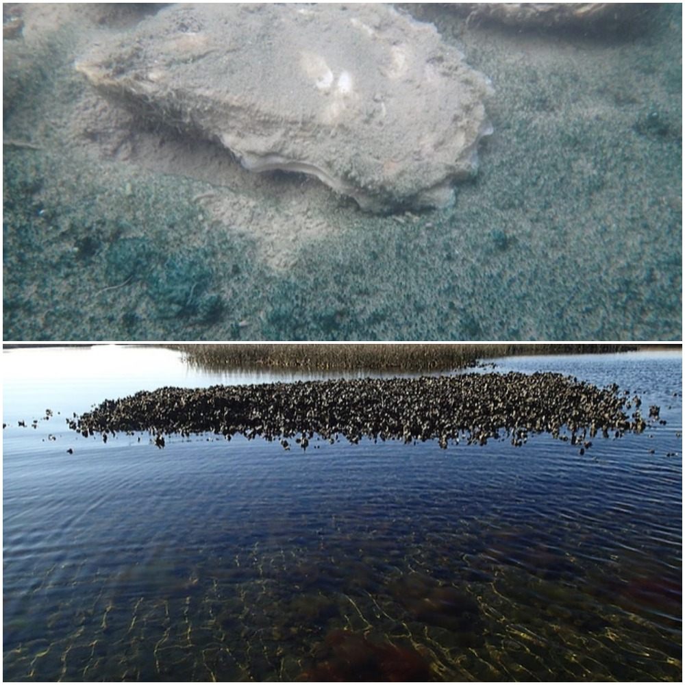 An oyster reef and a view of the algae that produces Clammerhead's Atlantic Emerald.