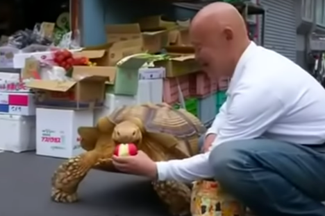 Watch a Man Walk His Pet Tortoise Around the Streets of Tokyo
