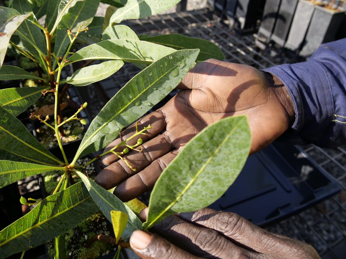 A young green-plum plant.