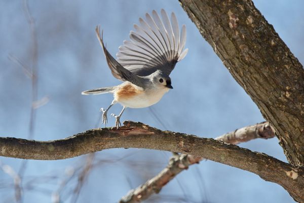 Introduction to Birding With Annie Novak Atlas Obscura Experiences
