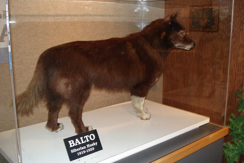 famous iditarod sled dog balto
