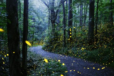A time-lapse photo of fireflies, aglow in the Great Smoky Mountains.