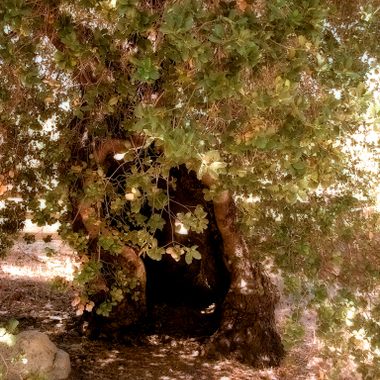 Oak of the Golden Dream