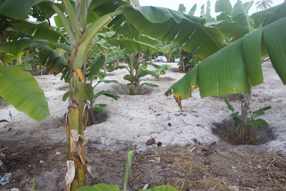 These young trees, on the island of Kaashidhoo, appear to have been planted in holes left behind when larger trees were uprooted.