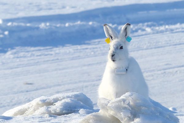 北极野兔BBYY旅行超过240英里七周期间在2019年。