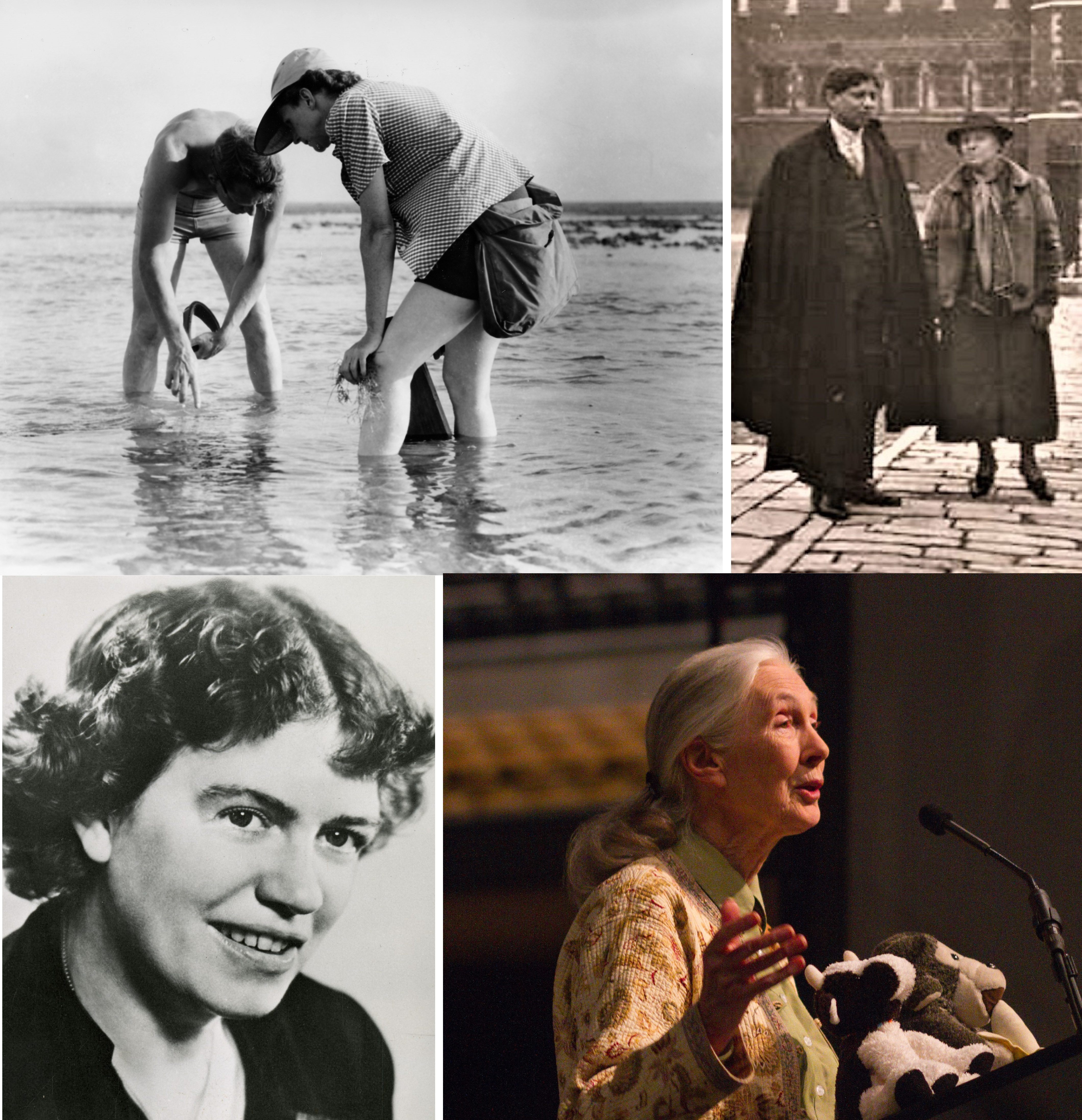 Members of the Society as it has expanded over the decades. Upper left: Rachel Carson; Upper right: Gertrude Emerson Sen; Lower left: Margaret Mead; Lower right: Jane Goodall.