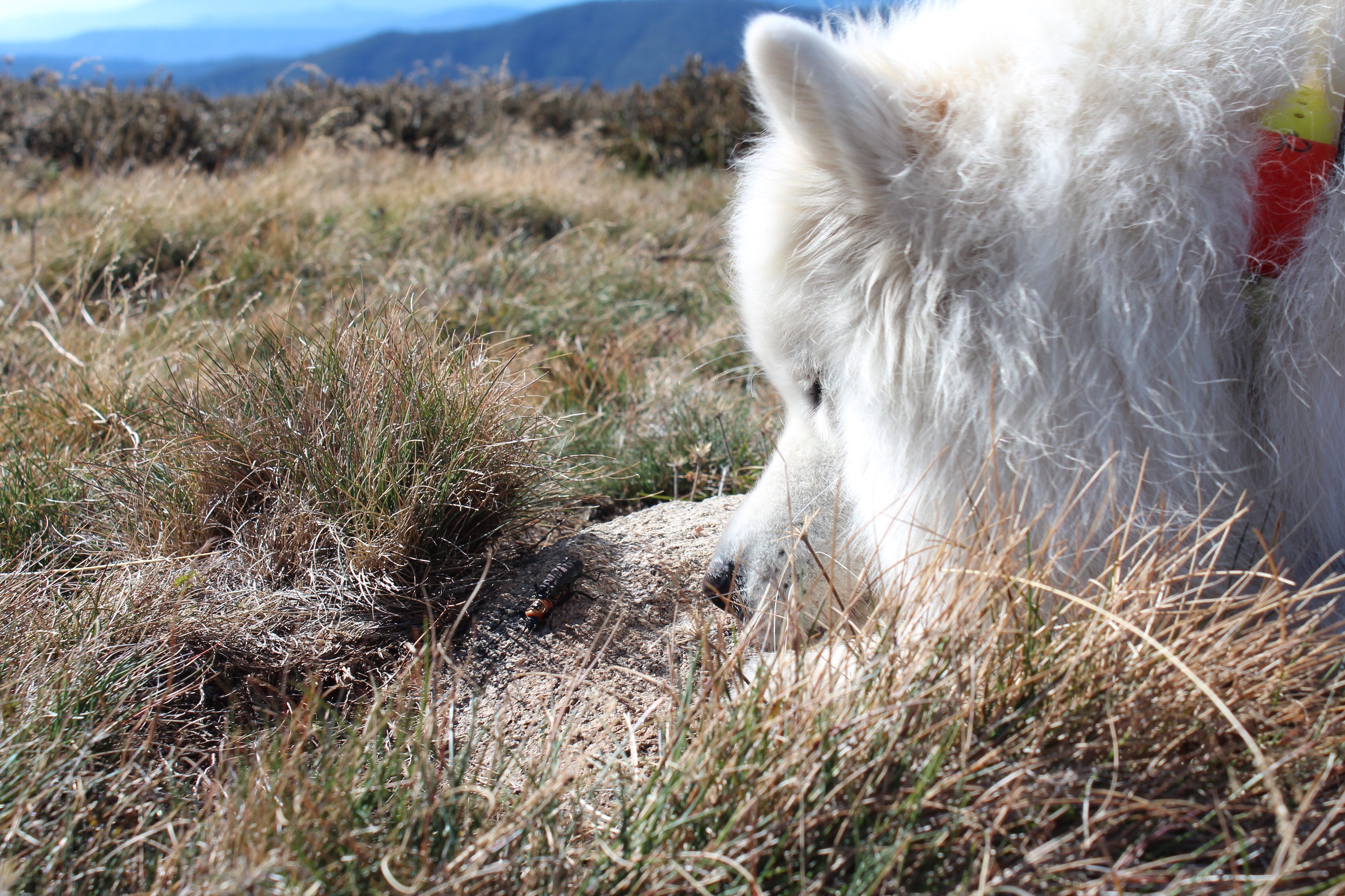 The Adventures and Trials of Jack, Scat-Sniffing Superdog - Atlas Obscura