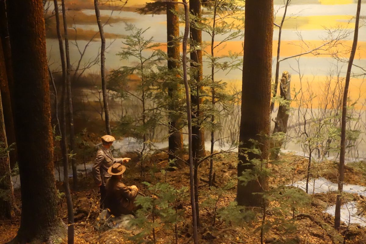 Hemlock-White Pine Forest and Harvard Pond dioramas at the Fisher Museum.