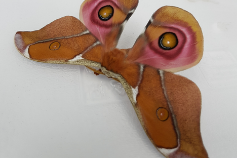 The Antherina suraka moth, safe under its furry coat.
