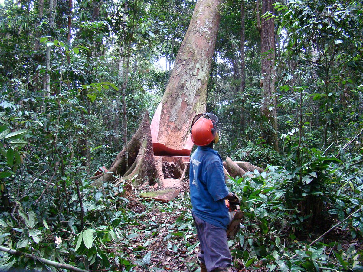 Kevazingo logging is illegal in Gabon. But Chinese demand is high.