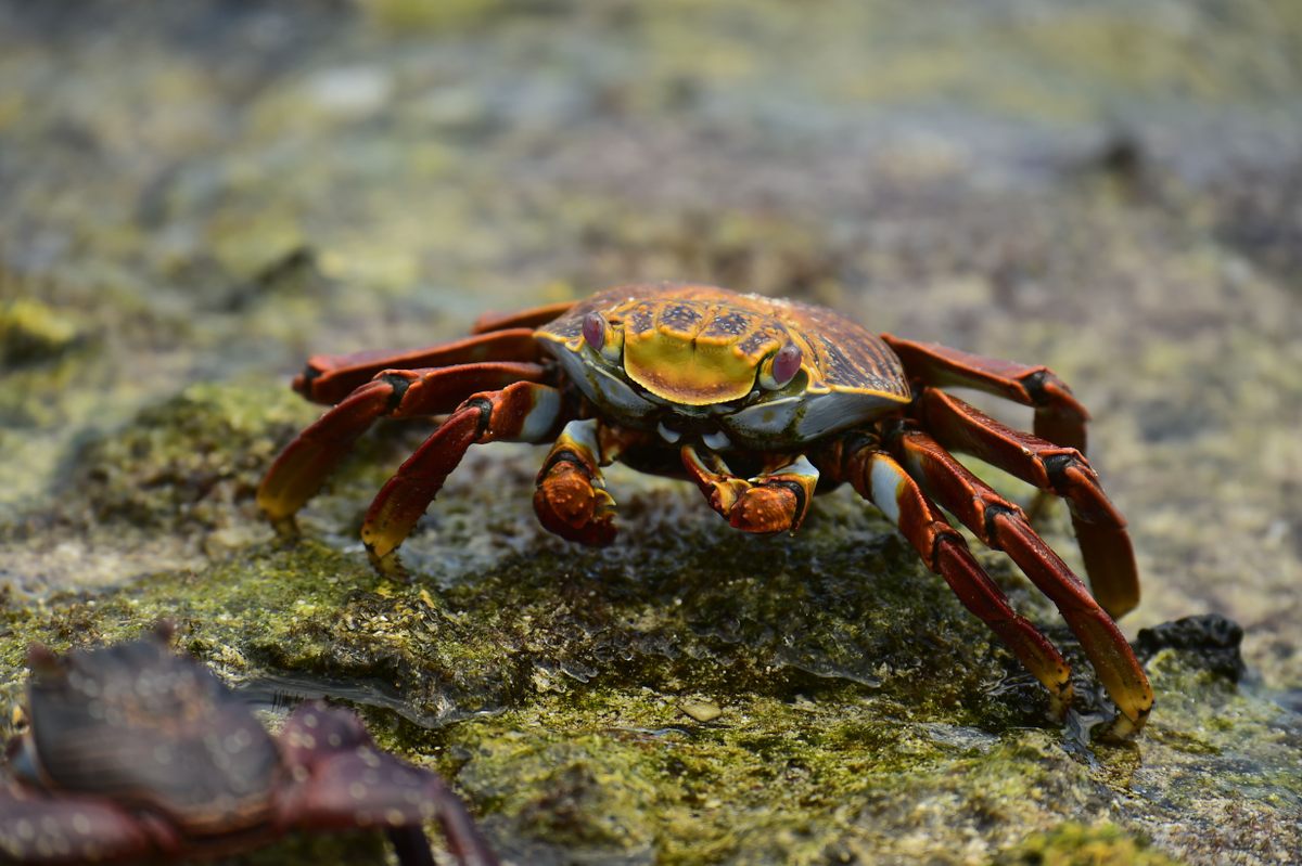 A red rock crab crawls onto Isabela Island.