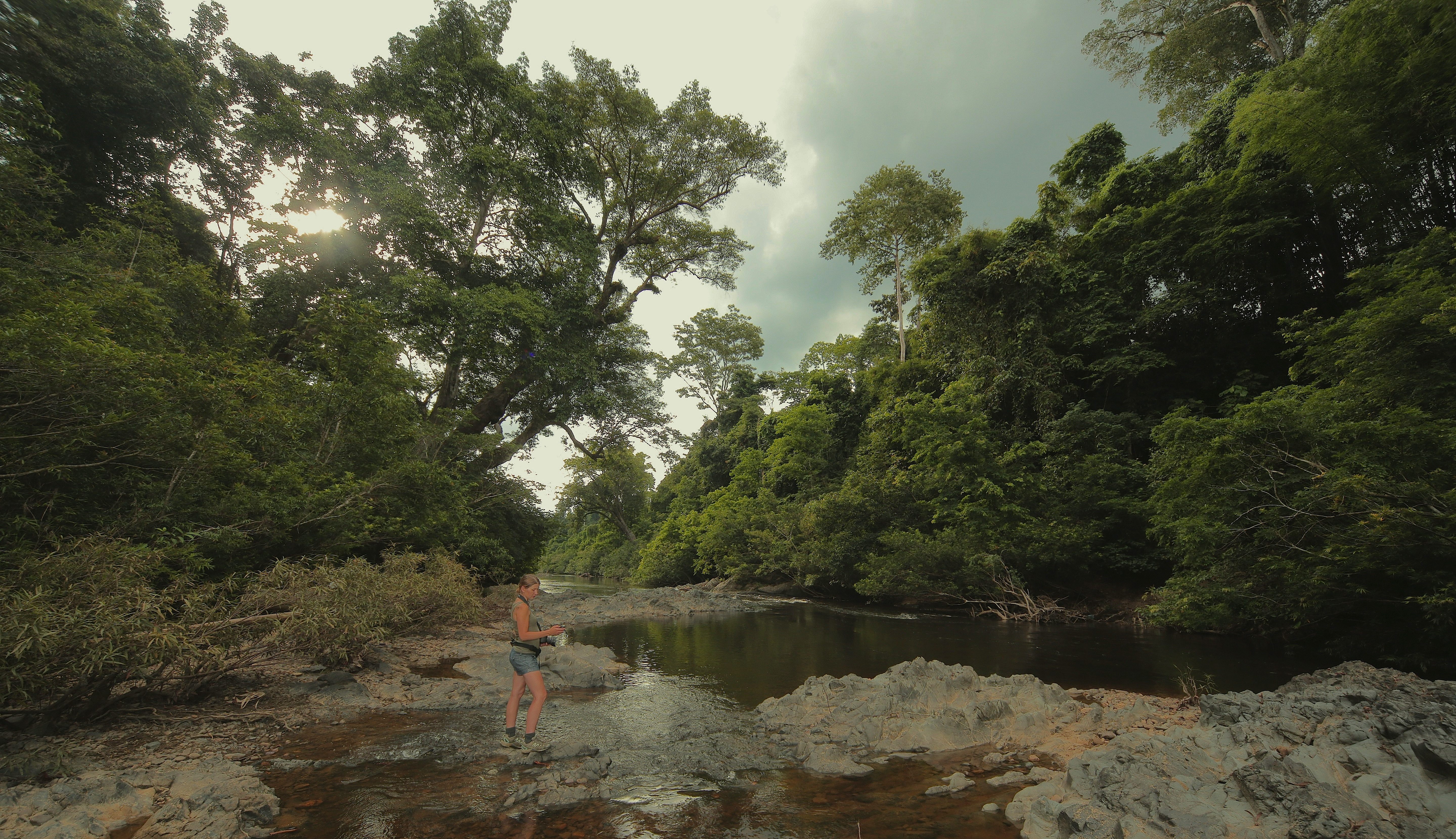 Polish entomologist Marta Skowron Volponi searching for clearwing moths on the riverbanks of Taman Nagara National Park in Malaysia.