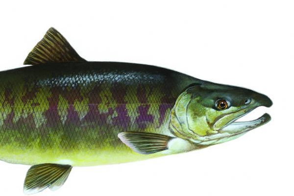 Illustrated chum salmon.