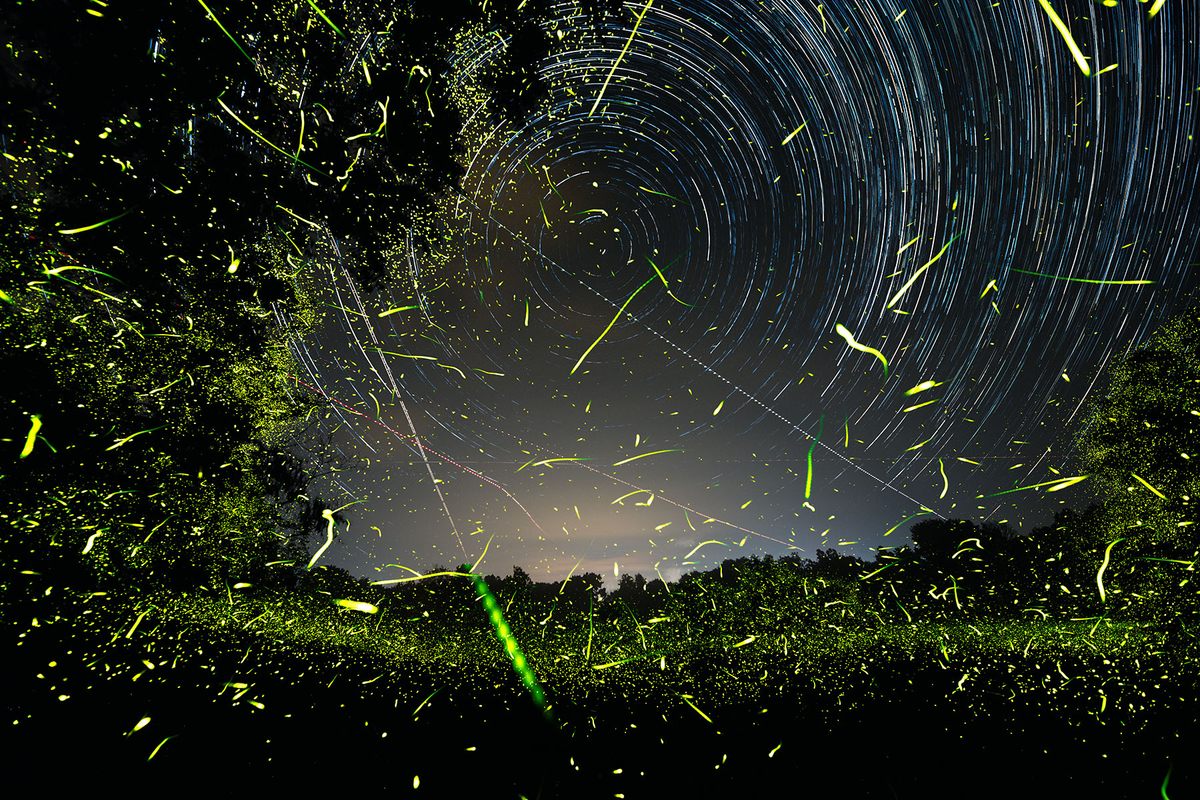 Pete Mauney's photograph of a long exposure of fireflies, airplanes in and out of Albany International Airport, and the rotation of the Earth in Greenport, New York.