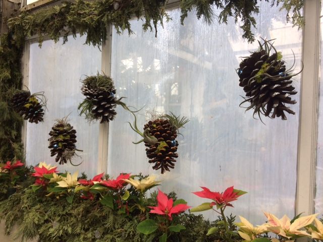 Poinsettias and pinecones pop up everywhere in the flower show.