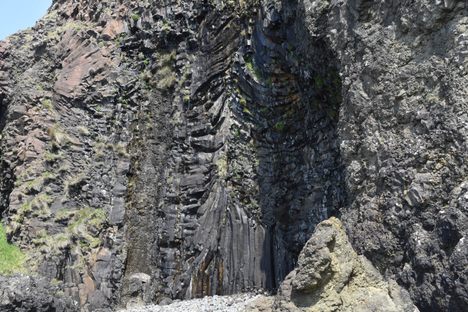 The fossil tree