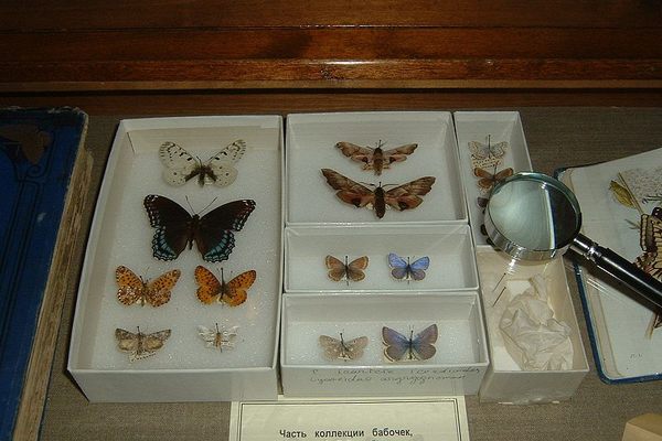 Vladimir Nabokov's butterfly collection in the Nabokov Museum