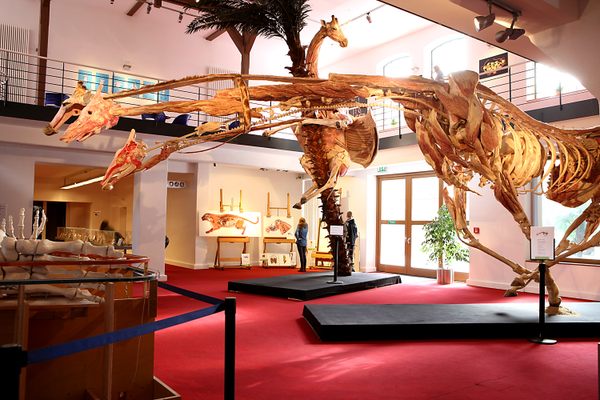 Plastinarium 