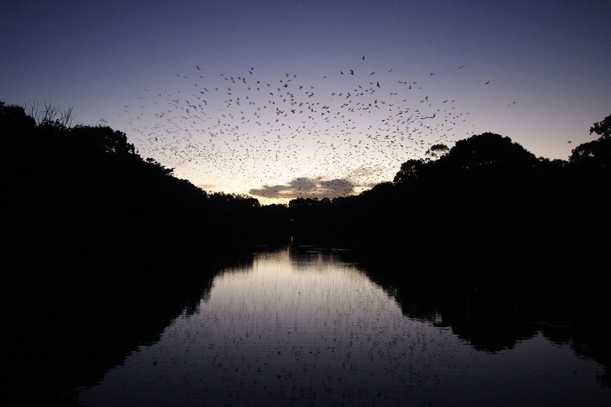 “They’re the night farmers,” a key long-range pollinator.