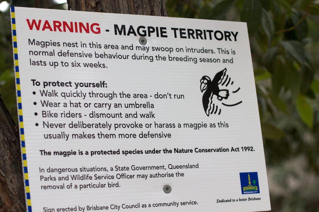 A magpie warning sign in Brisbane.