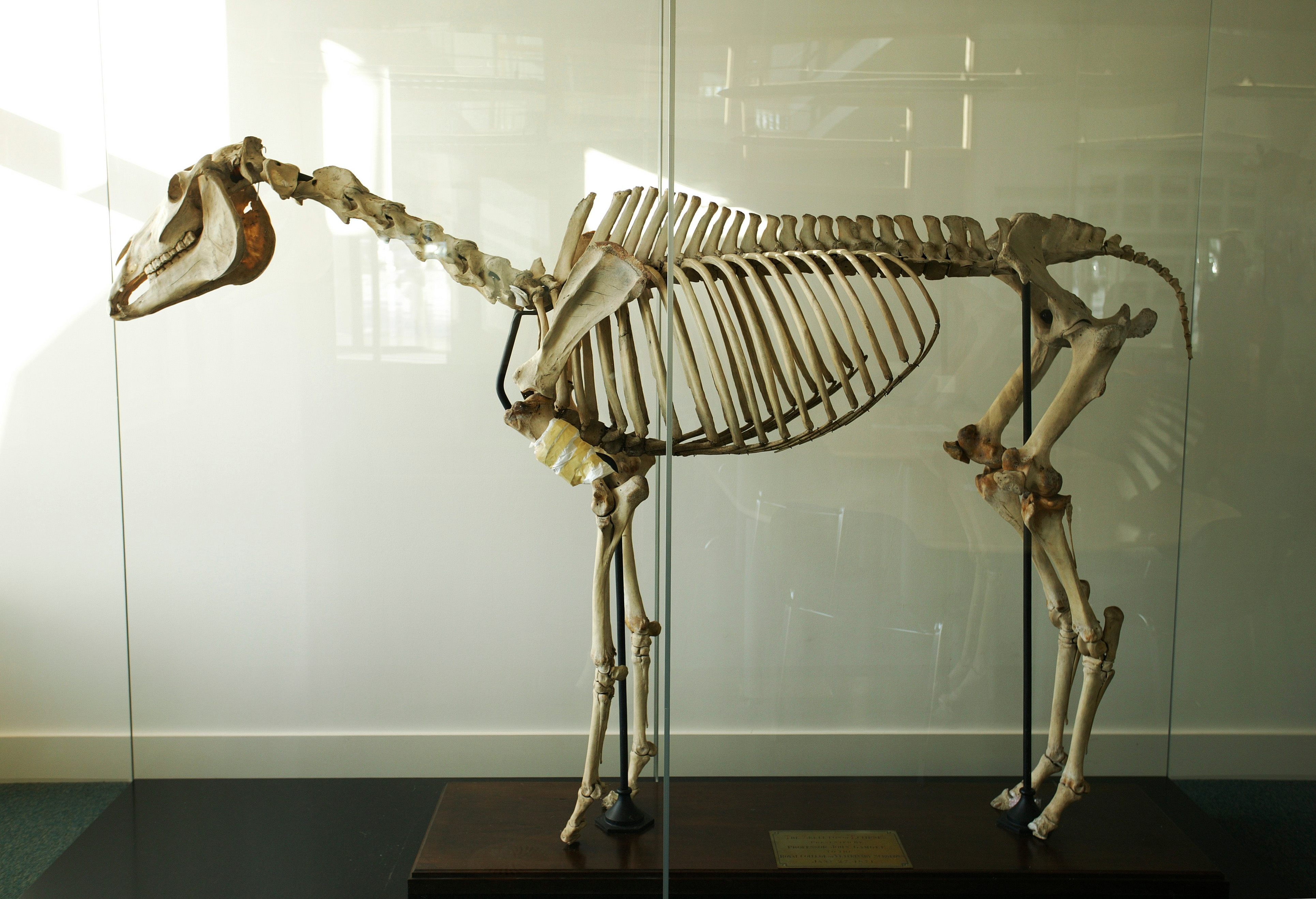 Eclipse's skeleton, at the Royal Veterinary College, in London.